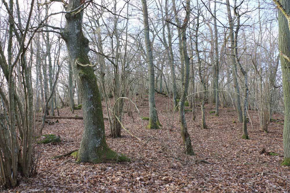 Foto: Stefan Svenaeus 2024