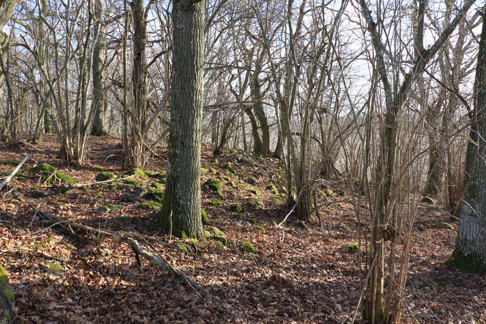 Foto: Stefan Svenaeus 2024