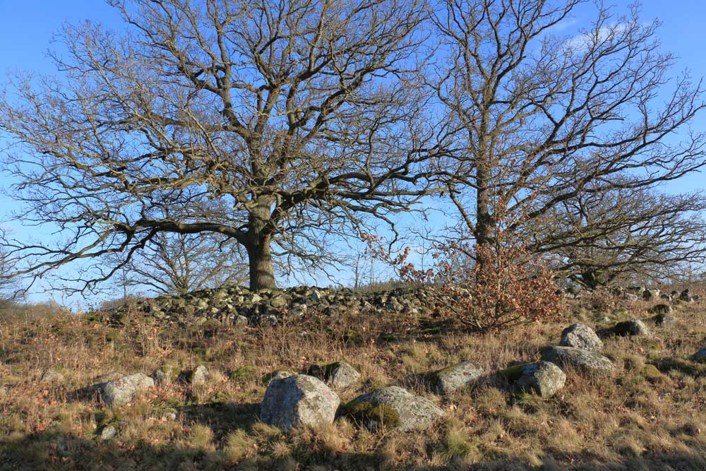 Foto: Stefan Svenaeus 2024