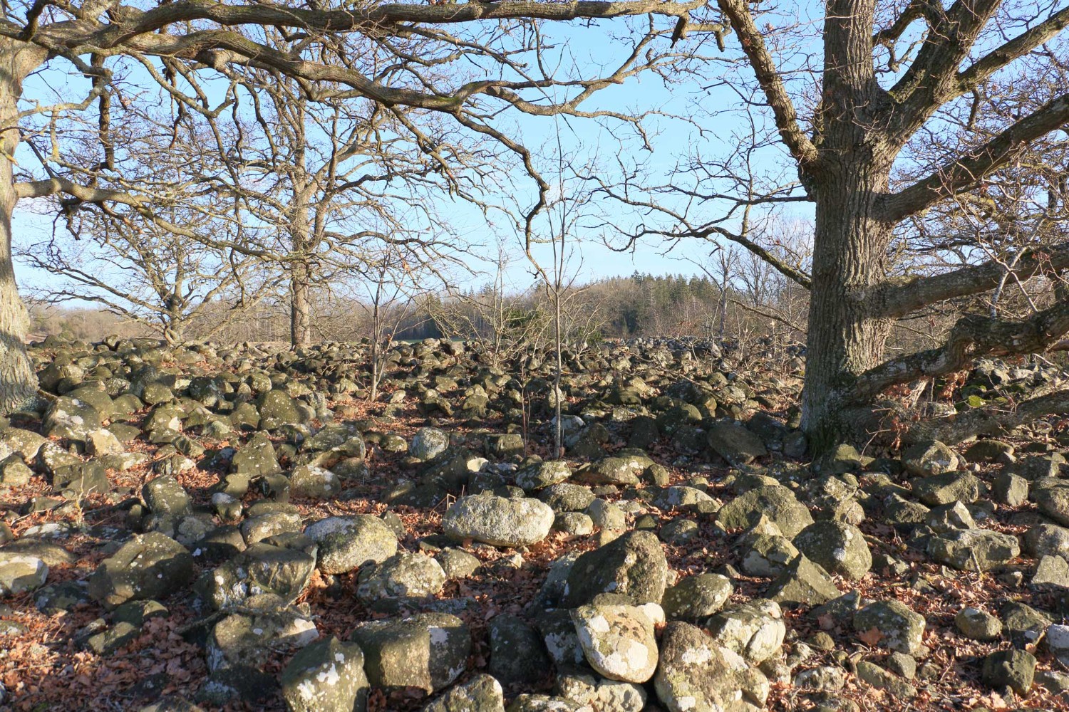 Foto: Stefan Svenaeus 2024