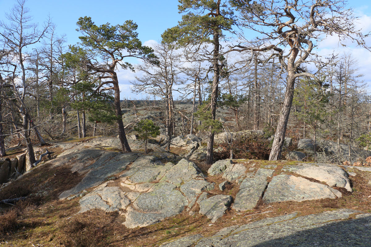 Foto: Stefan Svenaeus 2024