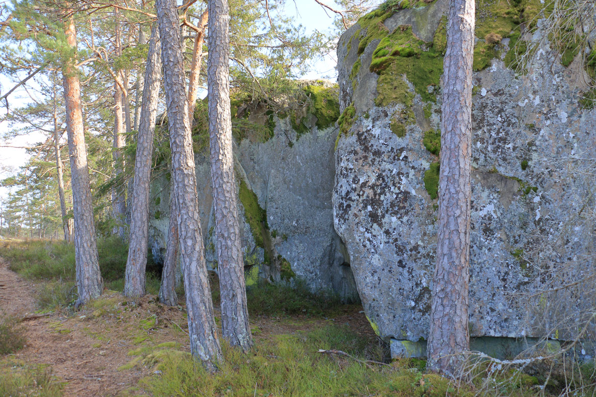 Foto: Stefan Svenaeus 2024