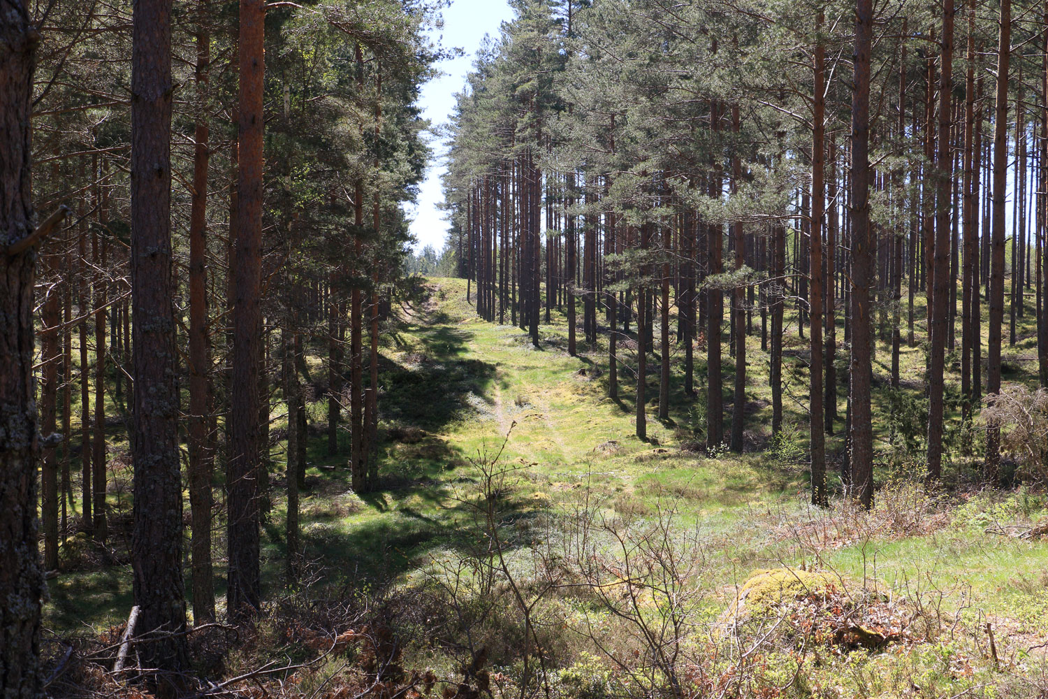 Foto: Stefan Svenaeus 2024