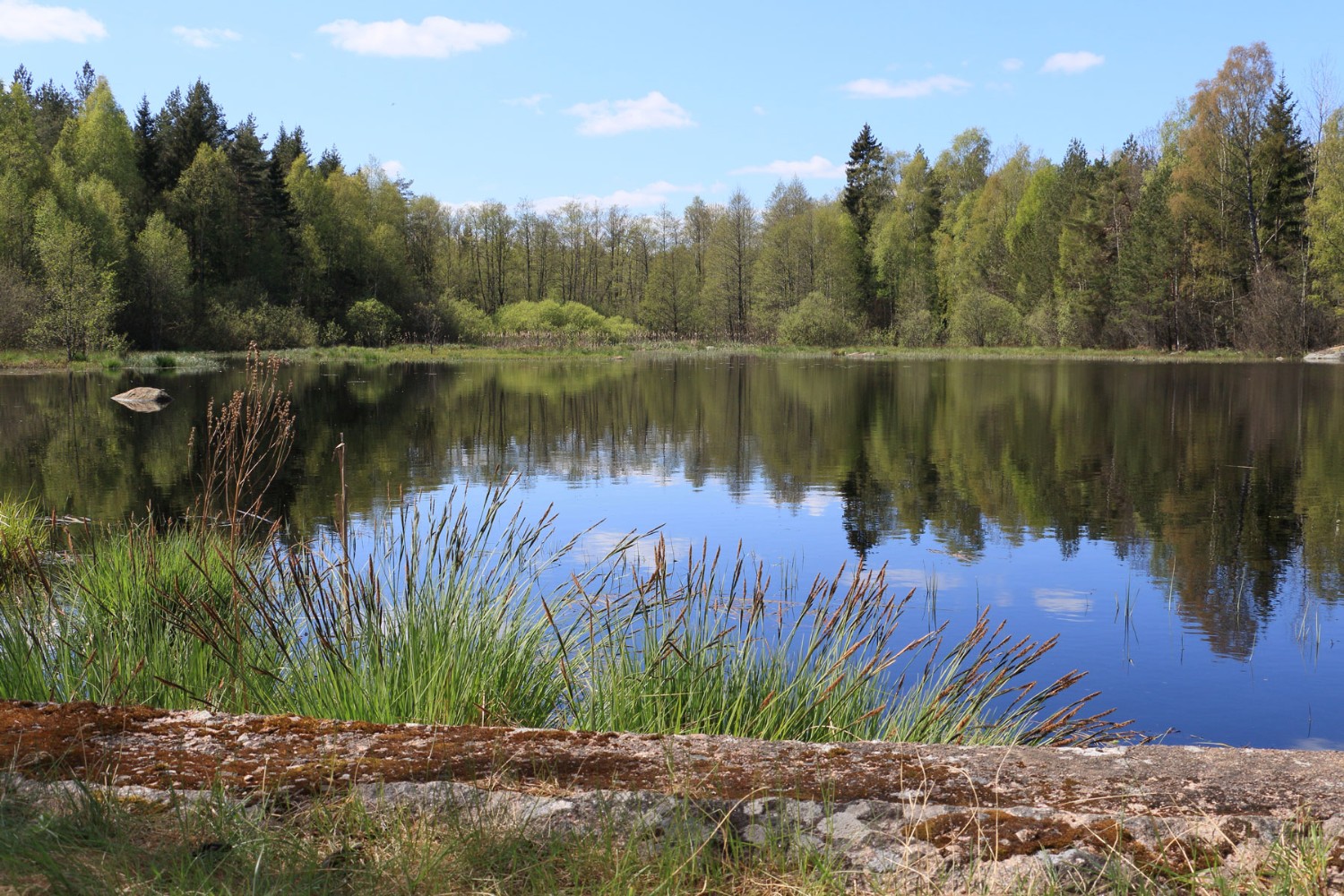 Foto: Stefan Svenaeus 2024
