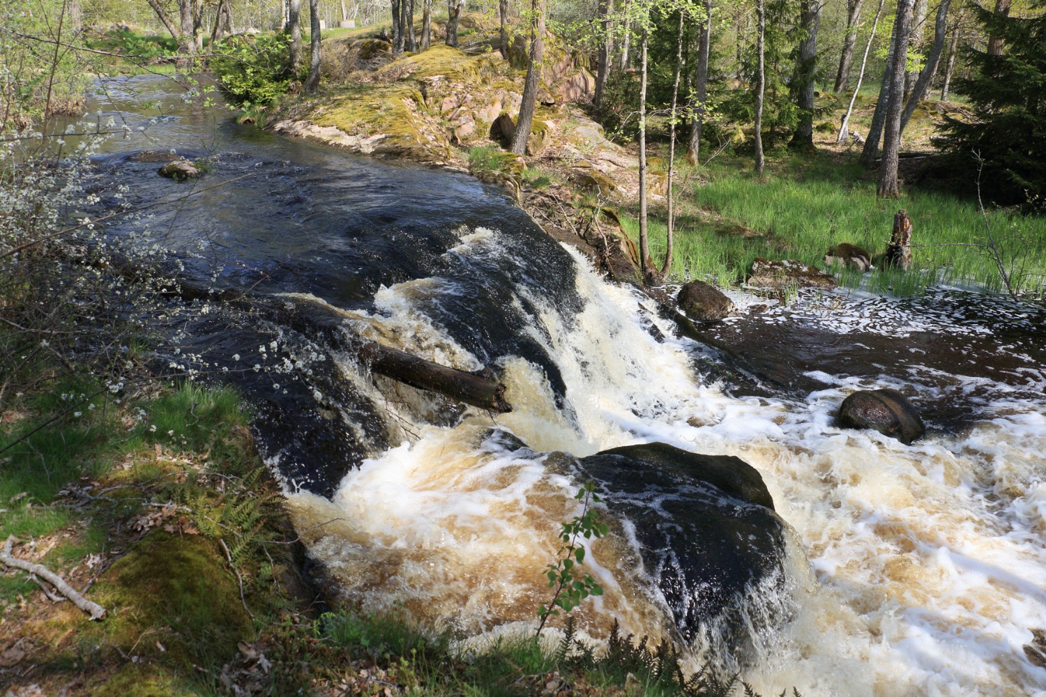 Foto: Stefan Svenaeus 2024
