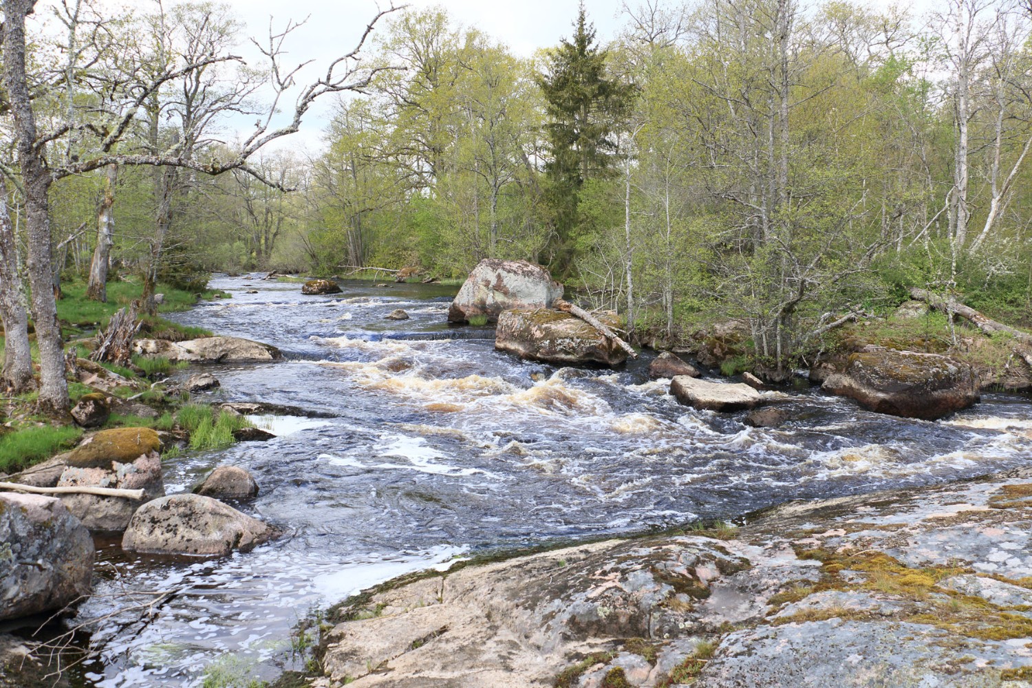 Foto: Stefan Svenaeus 2024