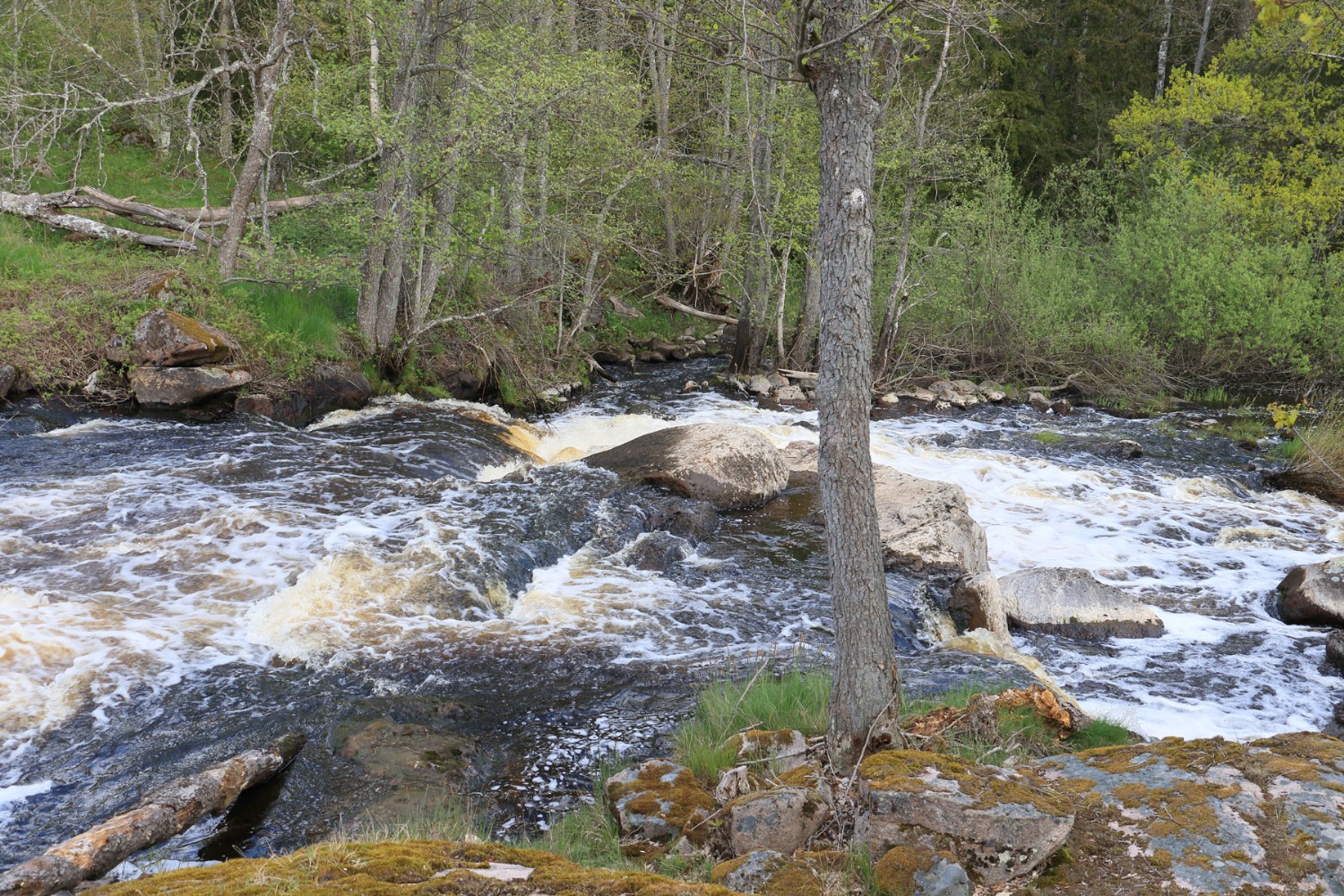 Foto: Stefan Svenaeus 2024