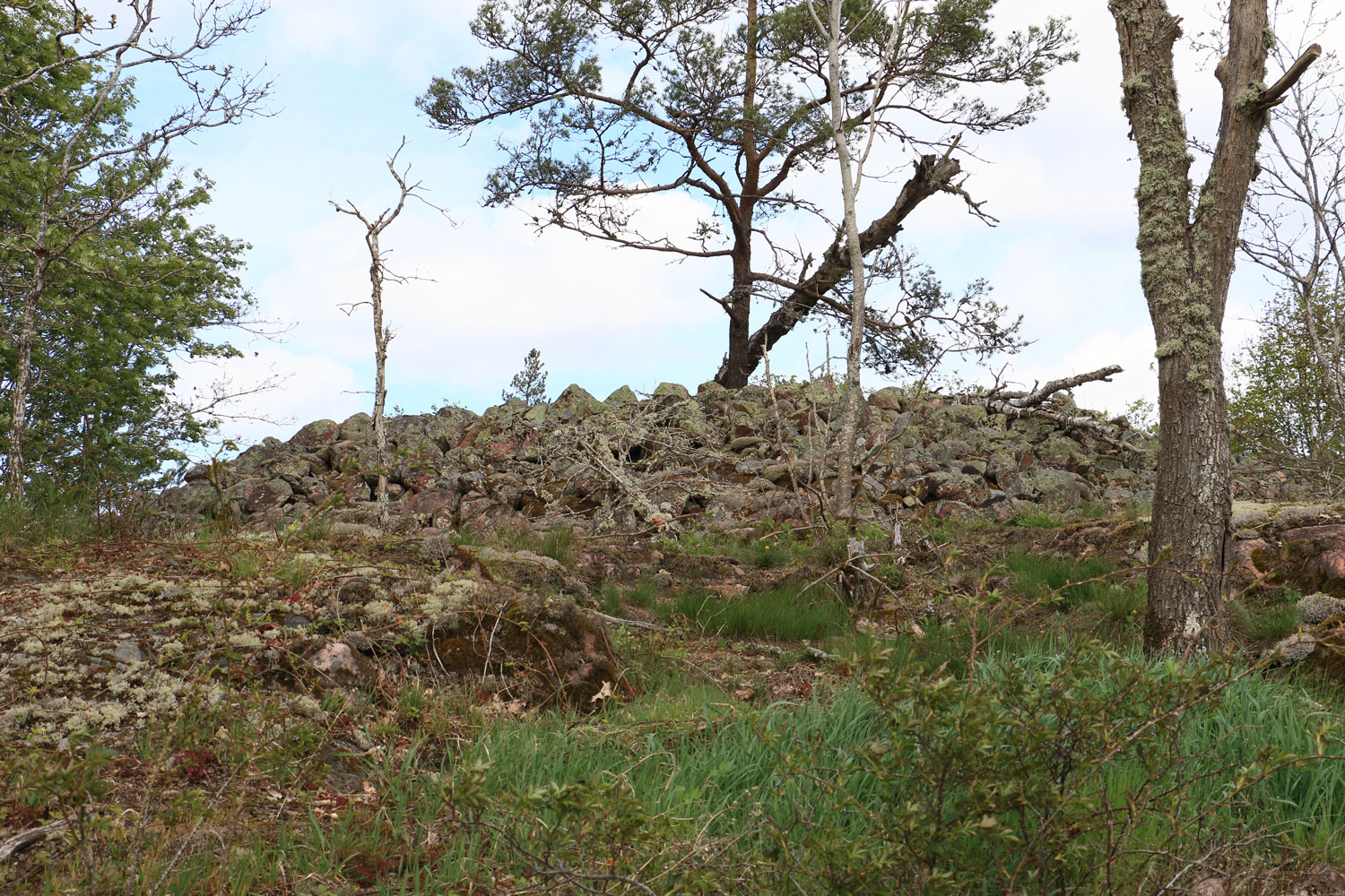 Foto: Stefan Svenaeus 2024