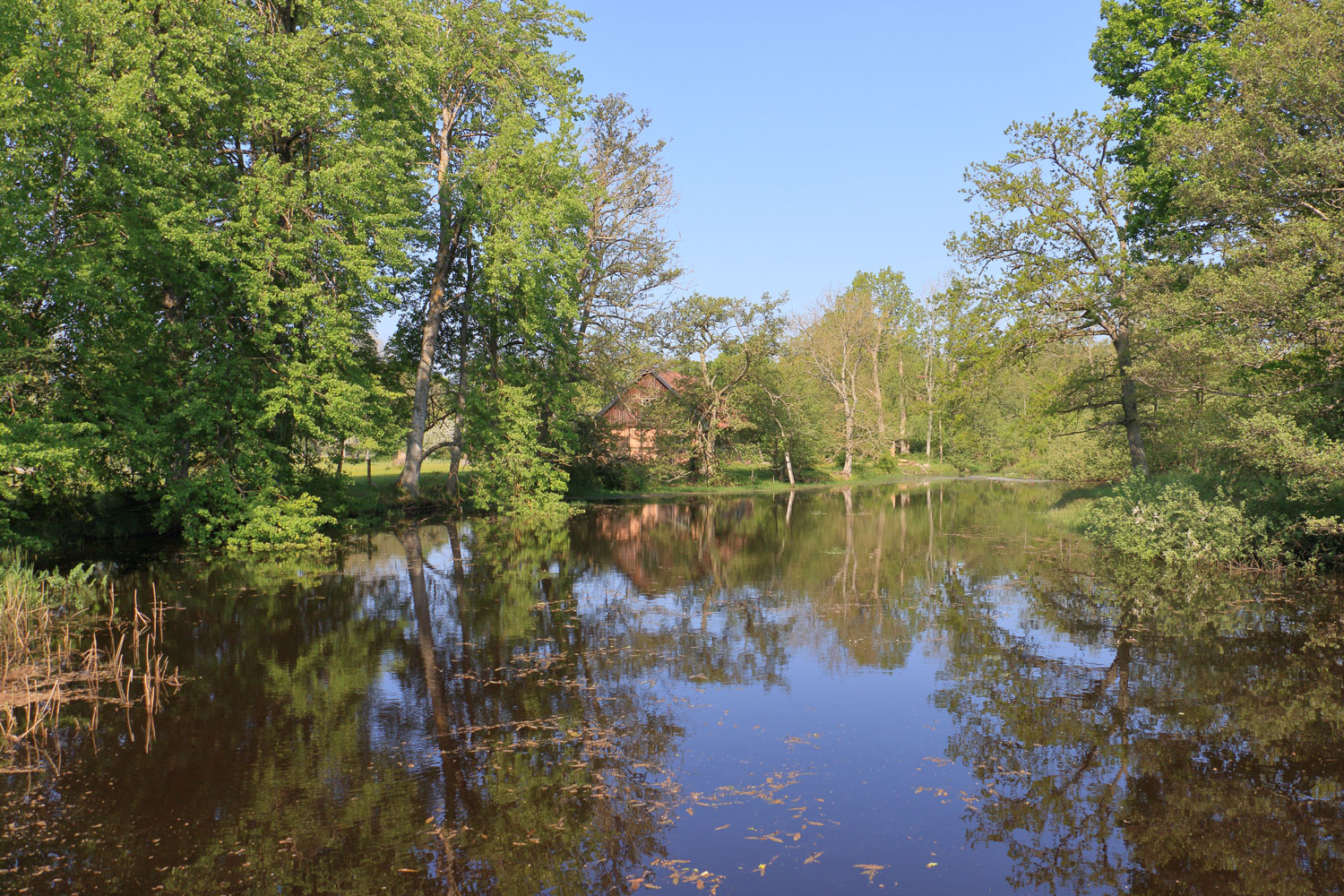 Uppdämd damm i Halltorpsån Foto: Stefan Svenaeus 2024