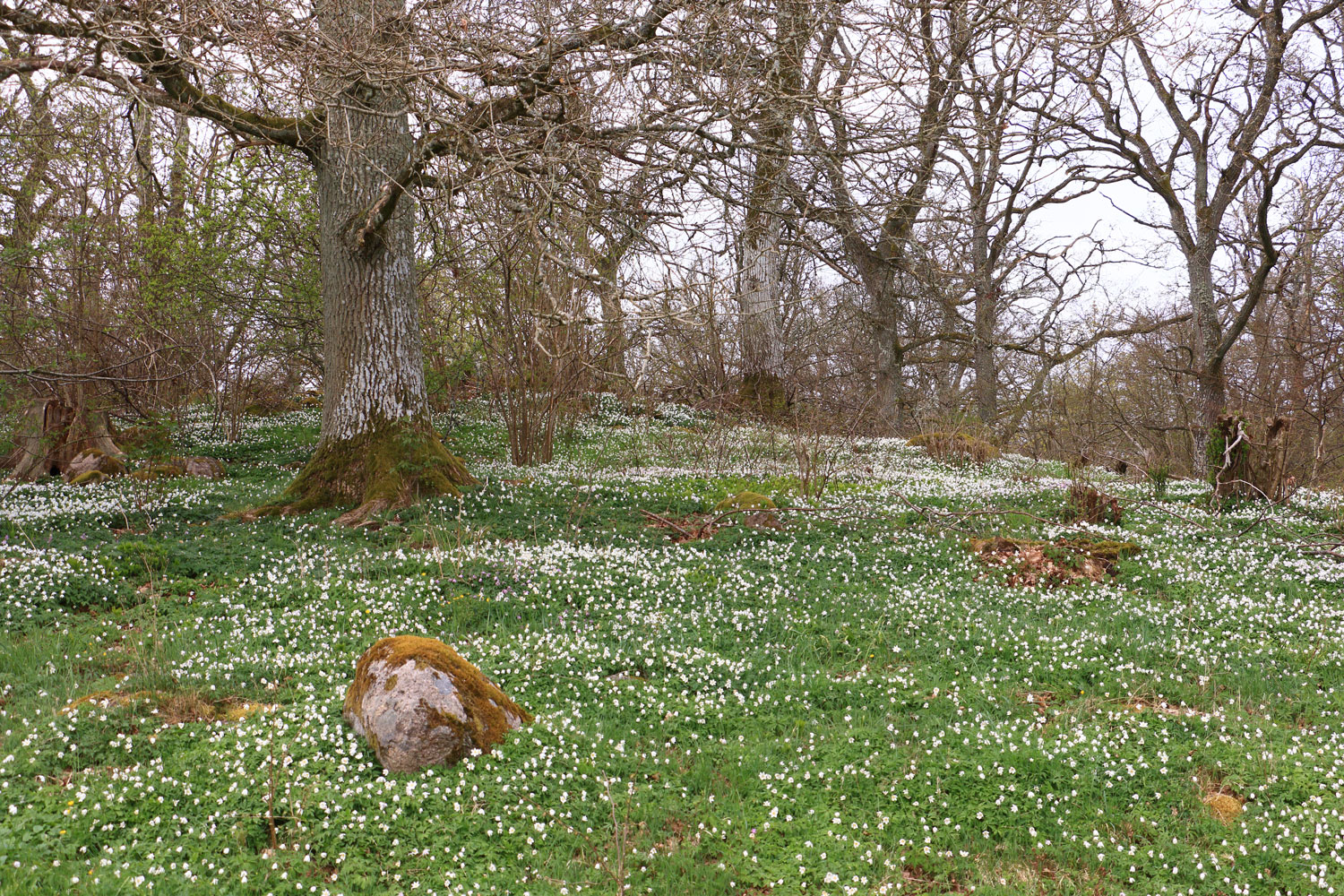Foto: Stefan Svenaeus 2025