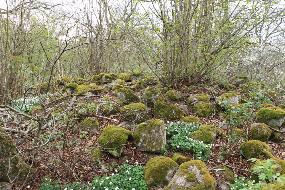 Foto: Stefan Svenaeus 2025