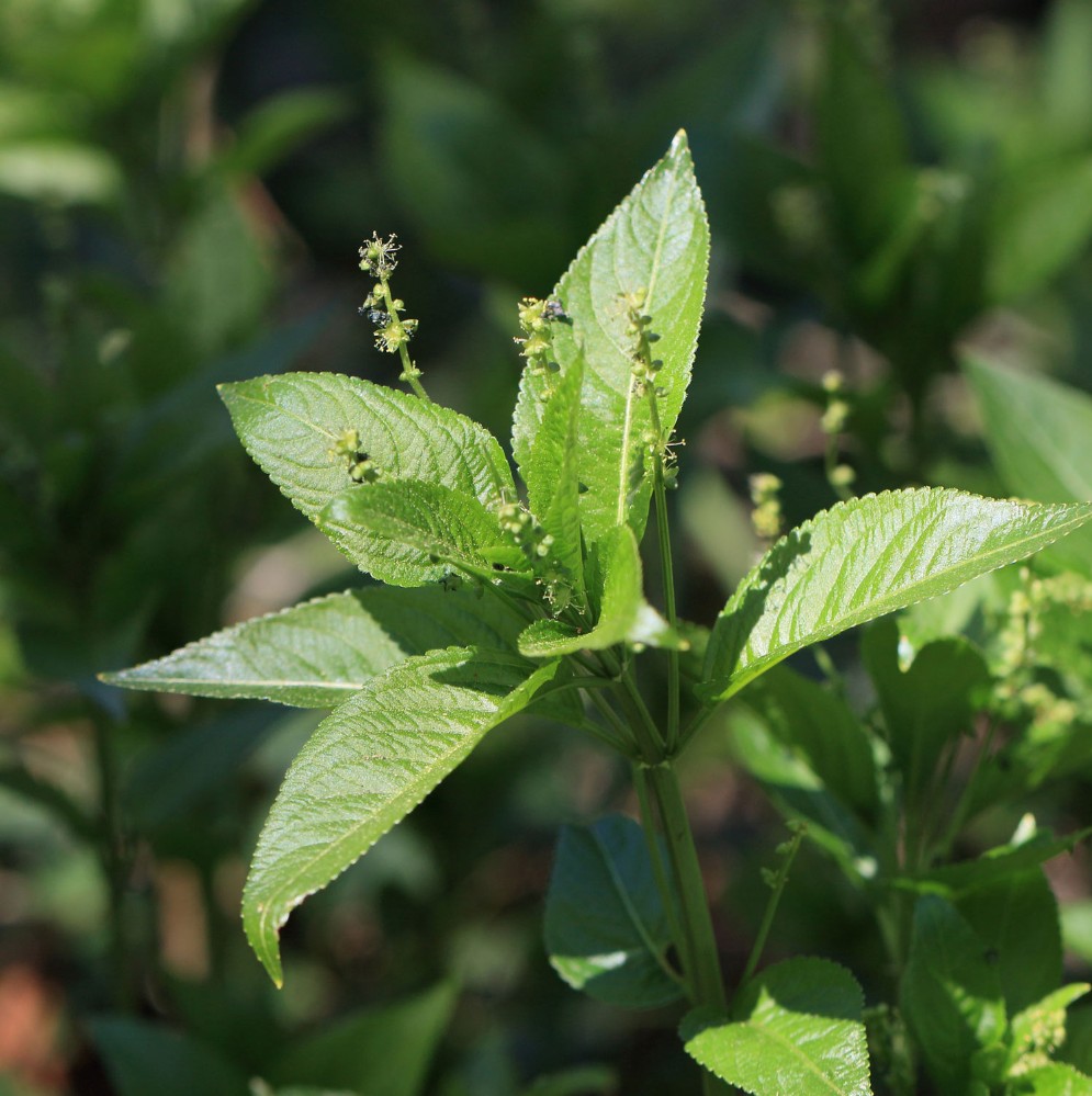 Foto: Stefan Svenaeus