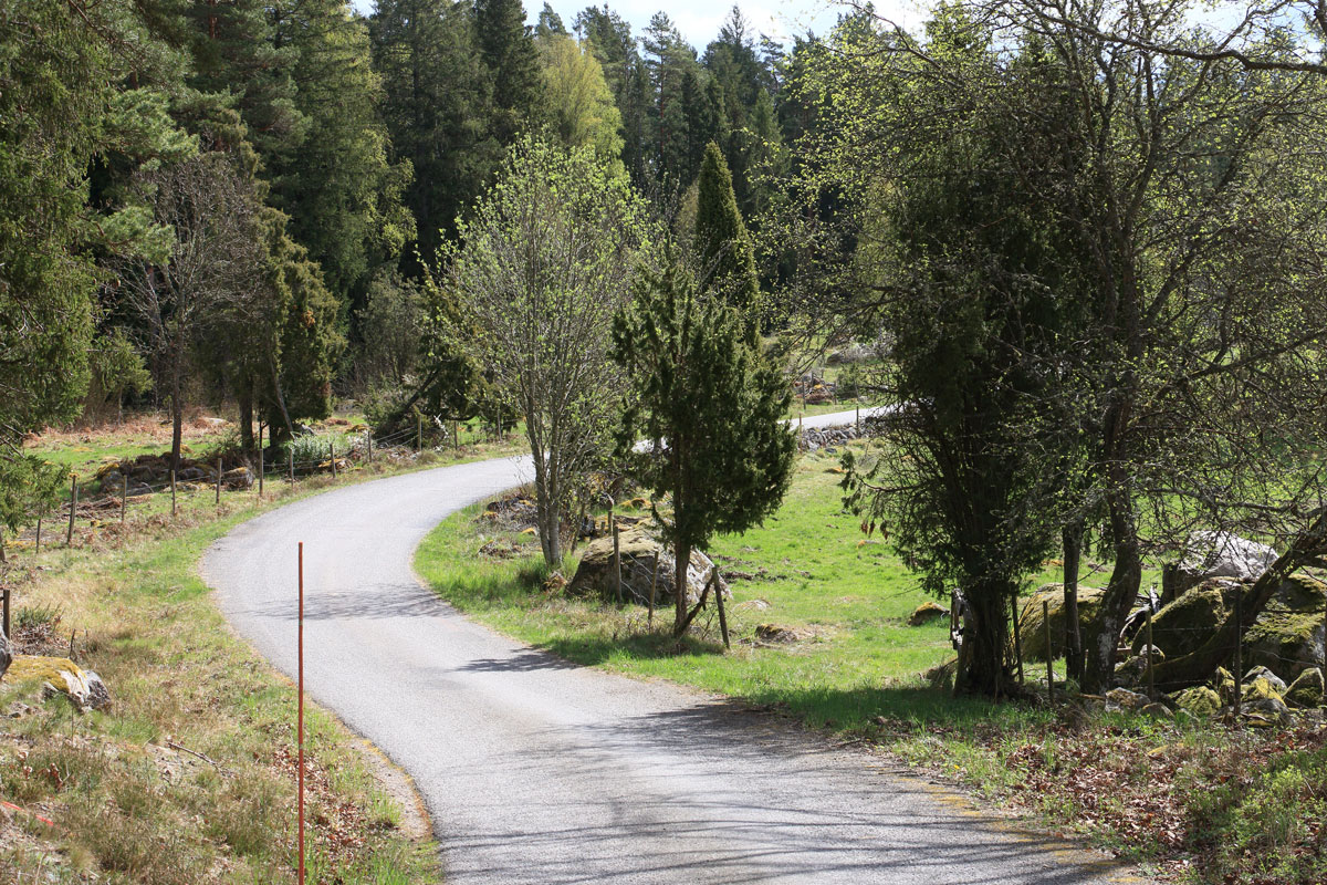 Söder om Sävsjö slingrar sig vägen vackert i odlingslandskapet Foto: Stefan Svenaeus 2025
