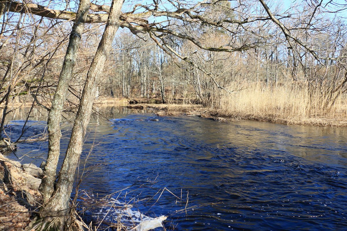 Foto: Stefan Svenaeus 2025