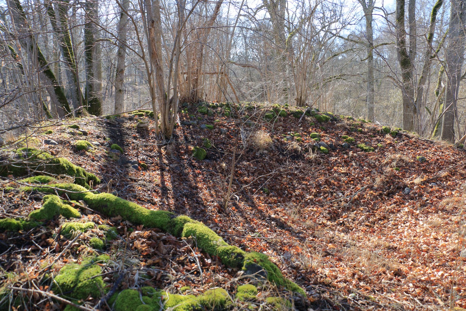 Foto: Stefan Svenaeus 2025