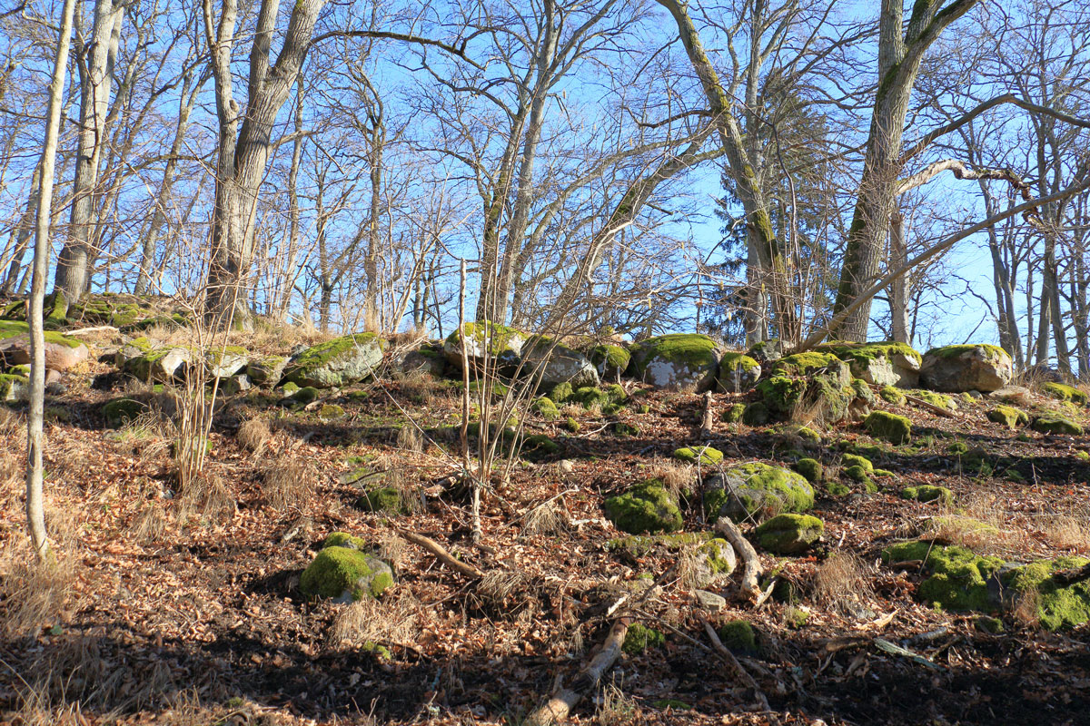 Foto: Stefan Svenaeus 2025