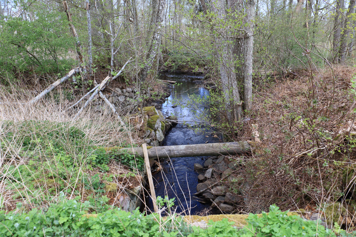 Foto: Stefan Svenaeus 2025