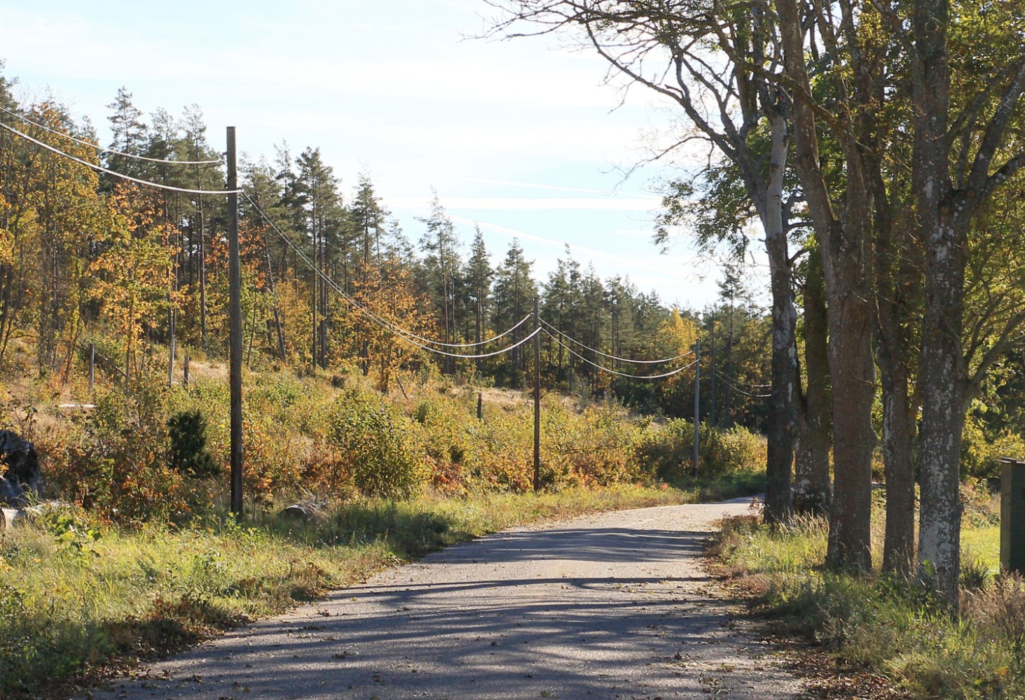 Åsen vid vägen genom Knarrebo Foto: Stefan Svenaeus 2025