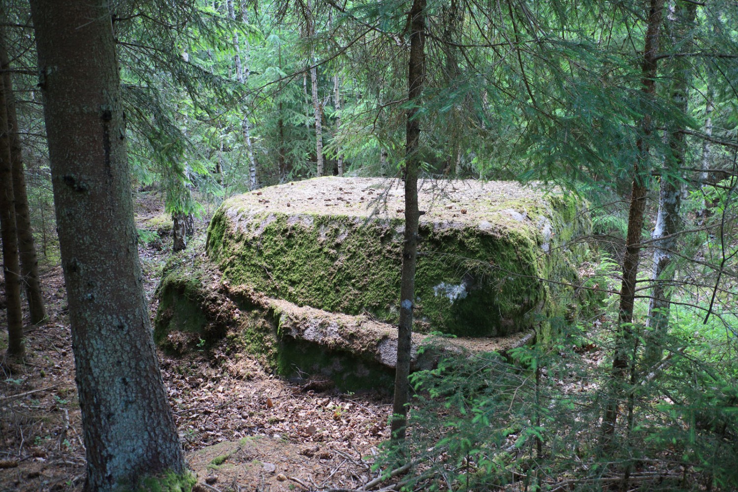Foto: Stefan Svenaeus 2025