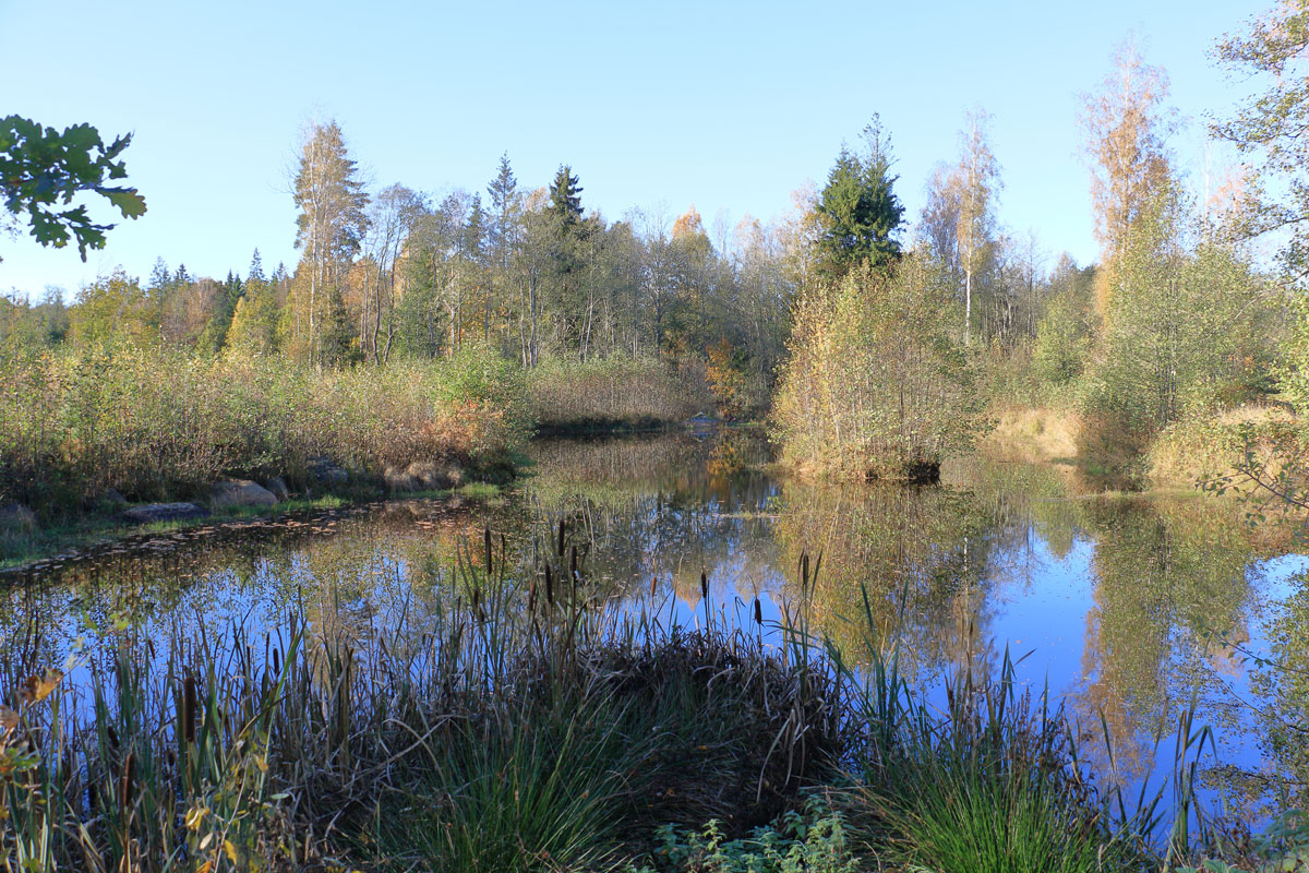 Foto: Stefan Svenaeus 2025