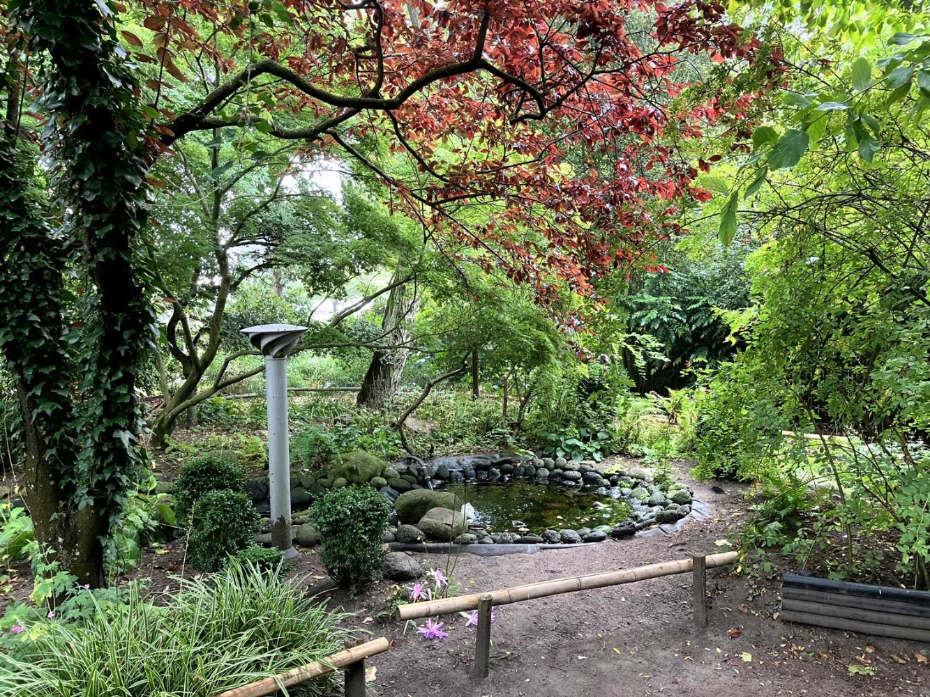 Japanska trädgården Foto: Stefan Svenaeus 2023