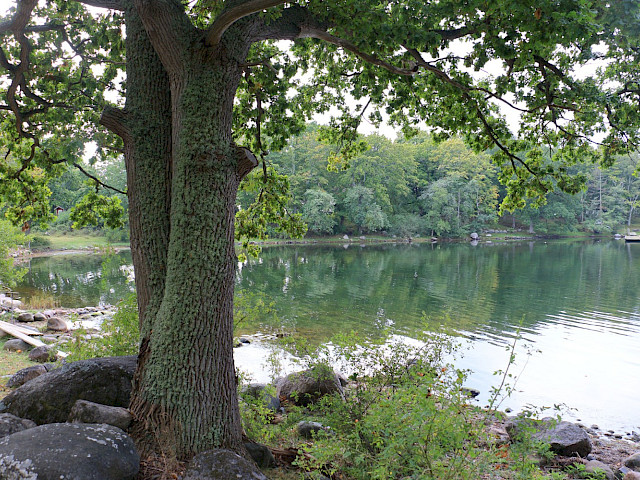 Foto: Stefan Svenaeus 2025