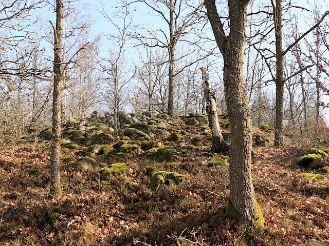 Foto: Stefan Svenaeus 2026